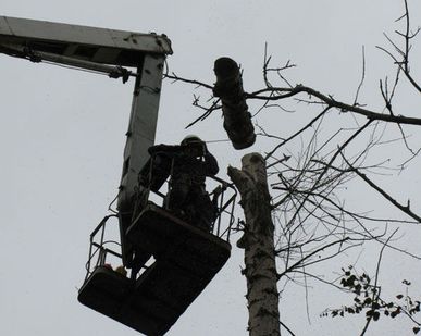 фото Обрезка деревьев с использованием подъемных устройств
