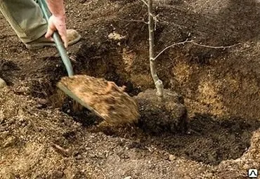 Фото №0 Посадка лиственных деревьев: дуб, бук, граб
в