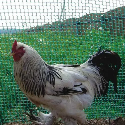 Фото №0 Сетка для птичников Ф-13/1/20, ячейка 13*15мм, размер