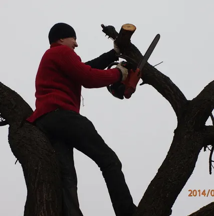 Фото №0 Спил деревьев