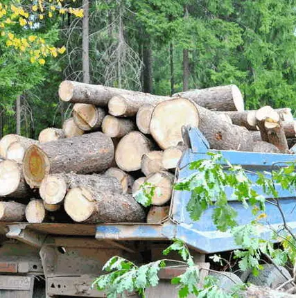 Фото №0 Вывоз спиленных деревьев, веток, пней