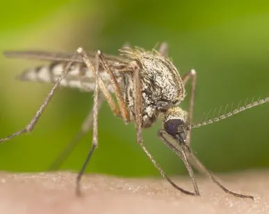 фото Дезинсекция комаров