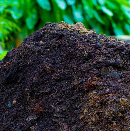 Фото №0 перегной коровий