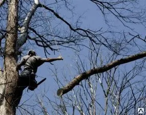 Фото №0 Спил деревьев