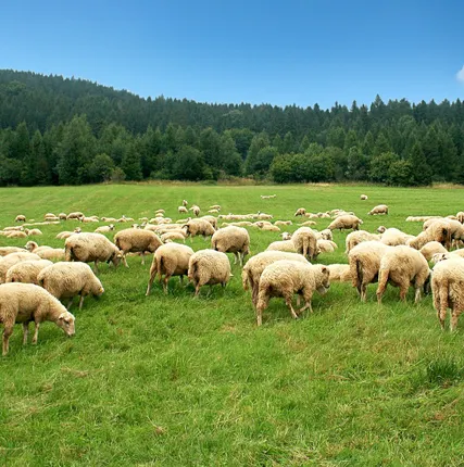 Фото №0 Электропастух на 9 Га 2-х рядный для овец, свиней, коз, КРС и других животных