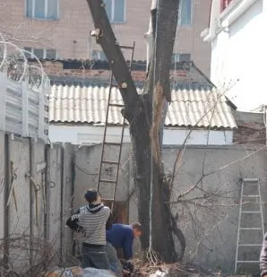 фото Обрезка деревьев