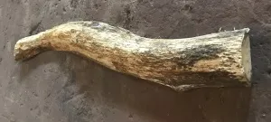 Фото №6 Окорочный станок для горбыля ОСГ-500 "СИТЕК" в Барнауле