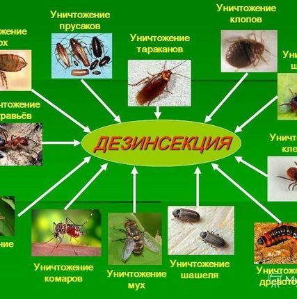 Фото №0 Уничтожение насекомых
