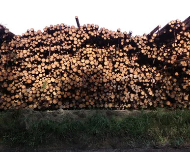 фото Береза, тех.сырье