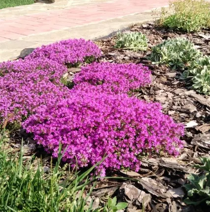 Фото №0 Посадка цветов