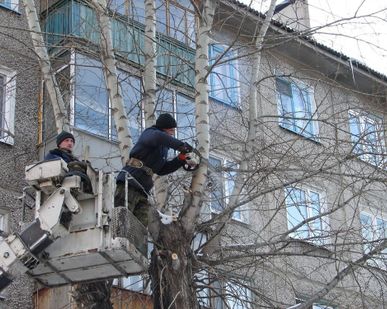 фото Спиливание (снос) дерева в жилых зонах все виды