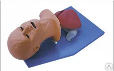 Фото №0 Модель для обучения интубации трахеи, DM-FA5050