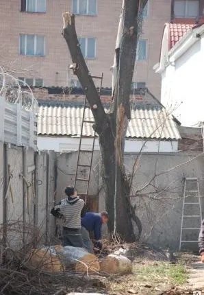 Фото №0 Обрезка деревьев