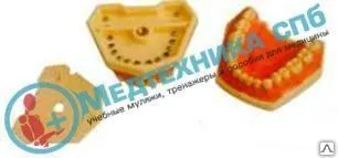 фото Стоматологические модели, фантомы и манекены