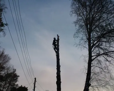 фото Спил, снос, удаление деревьев
