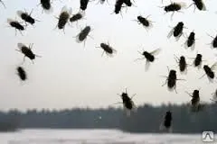 фото Дезинсекция склада от мух