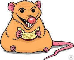 фото Дератизация подвала от крыс