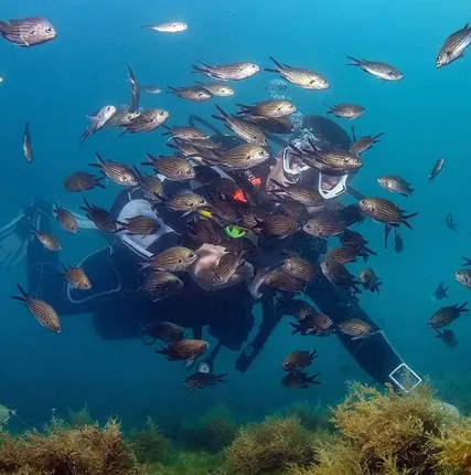 Фото №3 Дайвинг клуб «Нептун» предлагает лучший отдых на черноморском побережье – погружения с аквалангом в самых интересных местах чёрного моря