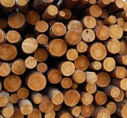 Фото №0 Сосновый кругляк