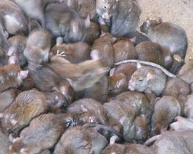 фото Дератизация