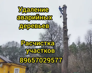 фото Спил обрезка деревьев