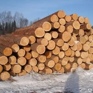 Фото №0 Круглый хвойный лес