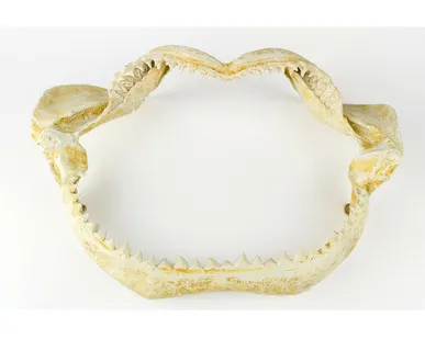 фото Настенное украшение- челюсть акулы Shishi CF1130928-S22