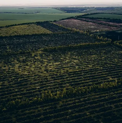 Фото №2 Корчевание пней, деревьев, лесополос, садов