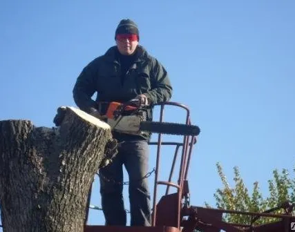 Фото №0 Спиливание деревьев.