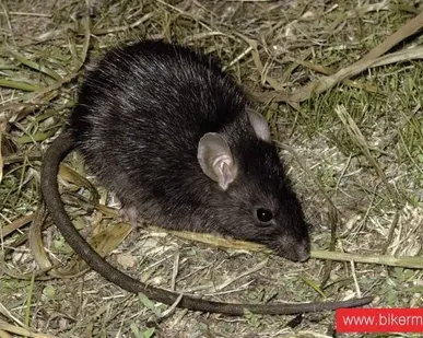 фото Дератизация