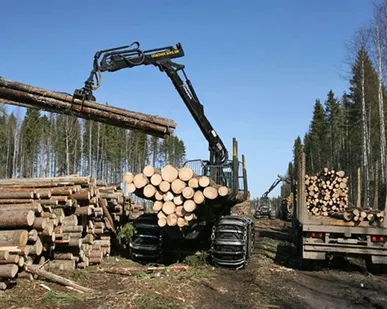 фото Кругляк Кедр
