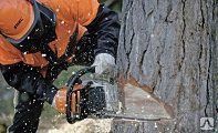 фото Спиливание (снос) дерева на участке дачном с применением высотных работ