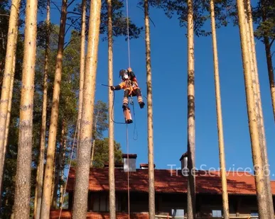 фото Обработка сосен от короеда