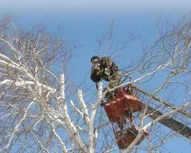фото Обрезка и спиливание деревьев
