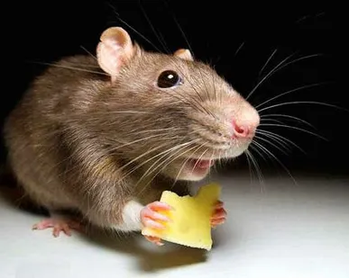 фото Сетка от грызунов и мышей. Сварная оцинкованная Ø 0.6 ячейка 6х6, размер сетки 1х15 метров