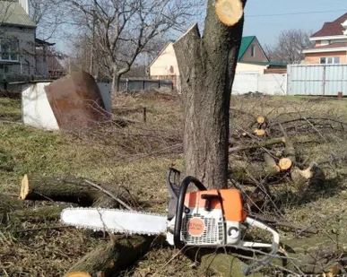 фото Спил деревьев