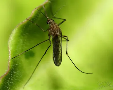 фото Дезинсекция комаров.