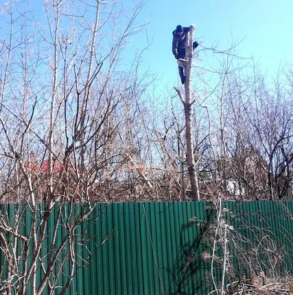 Фото №0 Валка деревьев
