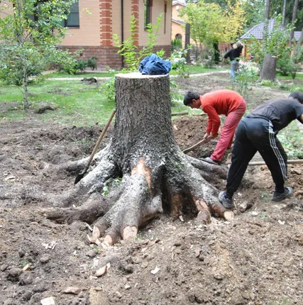 Фото №0 Спил деревьев на участке