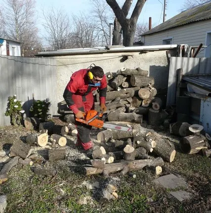 Фото №0 Обрезка деревьев