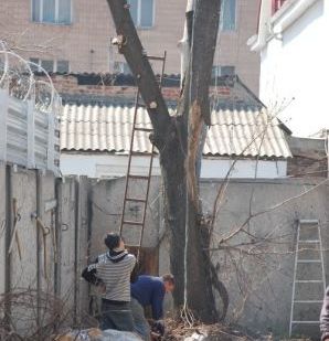 фото Обрезка деревьев