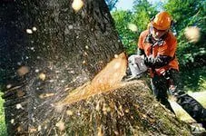 фото Спил деревьев