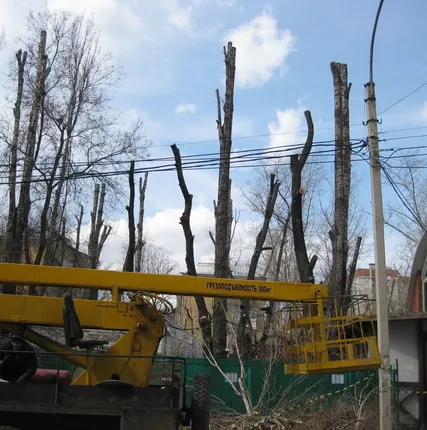Фото №0 Кронирование деревьев