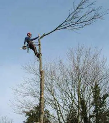 Фото №0 Спил и кронирование деревьев