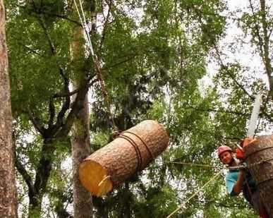 фото Спиливание кроны дерева все виды