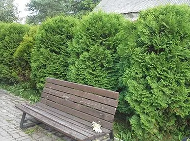 фото Сезонное
 обслуживание живой изгороди
