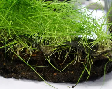 фото Биомат БТ-ВХЗ/100