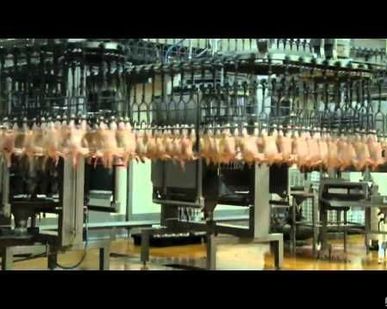 фото Линия первичной переработки птицы