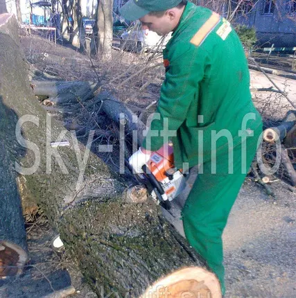 Фото №0 Обрезка деревьев с использованием автогидроподъемника