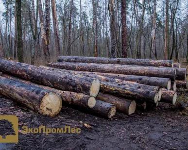 фото Кругляк "Деловой"
